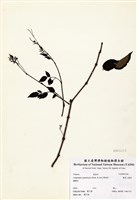 藏品(廣東山葡萄)的圖片